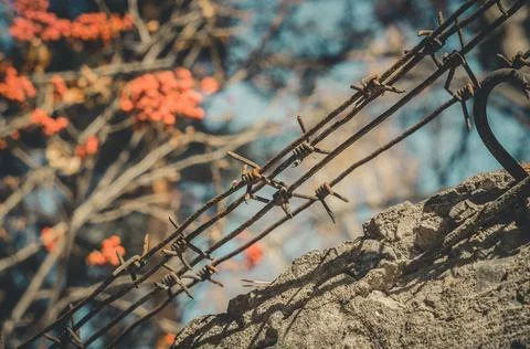 Rusty barbed wire over a concrete fence against the background of rowan trees Stock Photos