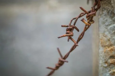 Rusty of barbed wire. Stock Photos