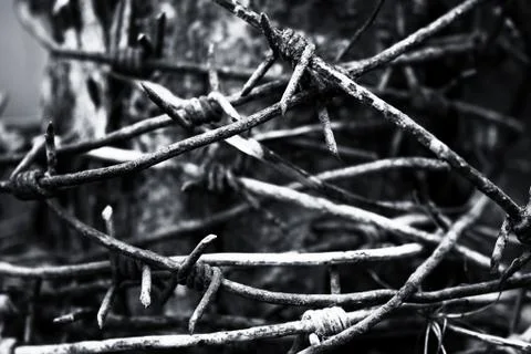 Rusty barbed wire reeled up on the post. Black and white photo Foto stock