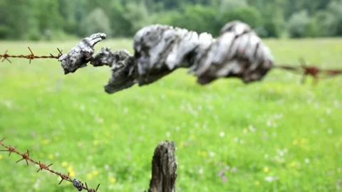 Rusty barbed wire with the remains of a tree. fence for pasture. Stock Footage 245719269