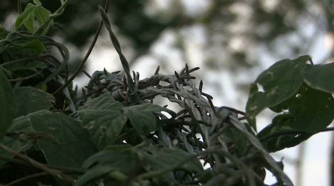 Rusty barbed wire in sunlight Stock Footage 856367