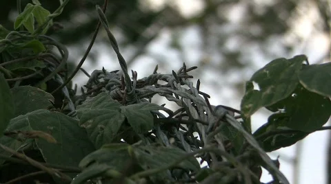 Rusty barbed wire in wind Stock Footage 856403