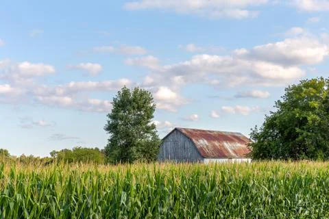 Rusty Barn Behind a Field of Corn Stock Photos