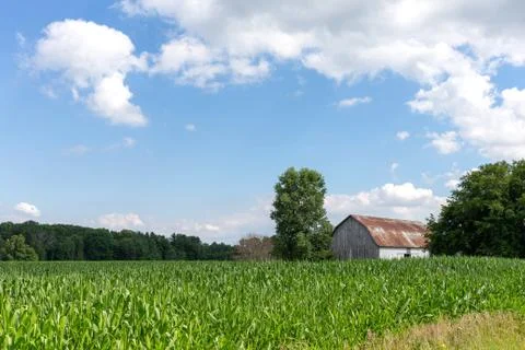Rusty Barn Behind a Field of Corn Stock Photos