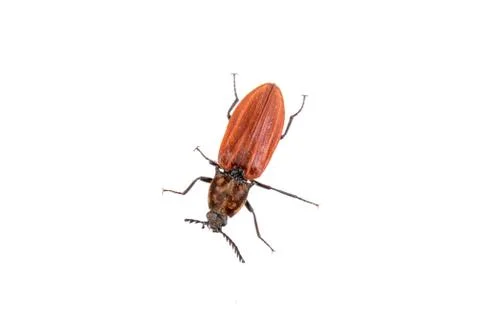 Rusty beetle on a white background Stock Photos