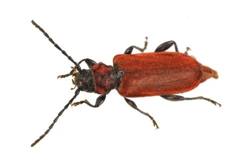 Rusty beetle on a white background Stock Photos