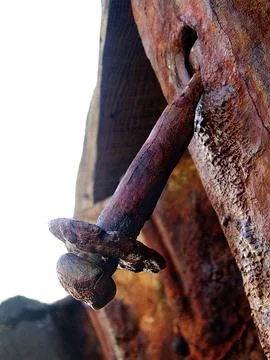 Rusty big nails by the sea Stock Photos