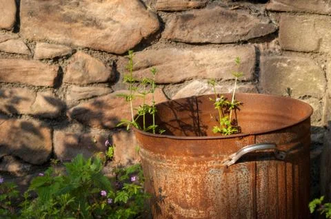 Rusty Bin With Weeds Close Up Stock Photos
