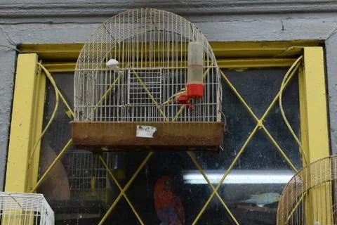 Rusty bird cage window and parrot Stock-Fotos