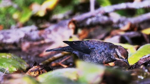 A rusty blackbird foraging on a riverbank Stock Footage 318311832