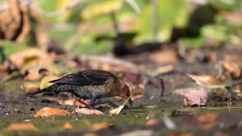 Rusty Blackbird looking for food Stock Footage 318311837