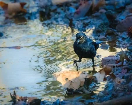 Rusty Blackbird Stock Photos
