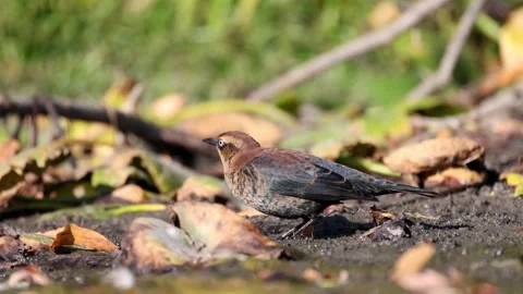 Rusty Blackbird by the river Stock Footage 318311830