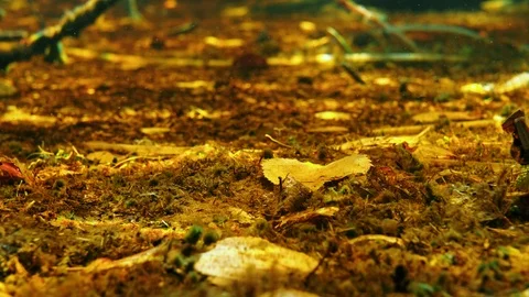 Rusty bottom sediment with plankton drifting in water Stock Footage 122038098