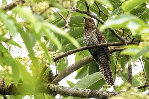 Rusty-breasted Cuckoo Bird Perched on a Branch Among Lush Green Leaves Foto stock