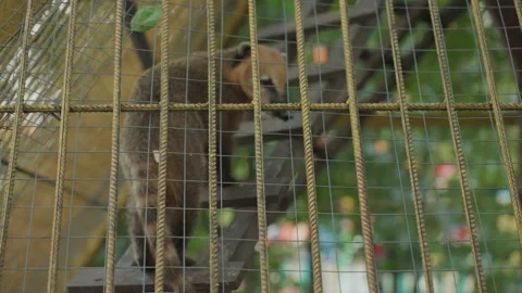 Rusty cage hides curious squirrel, Brown squirrel examines rusty metal cage Stock Footage 327746006