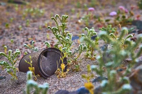 Rusty Can Among Super Bloom Wildflowers in California Desert at Sunset Stock Photos