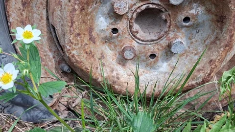Rusty Car Wheel Hub and Wildflowers in Abandoned Outdoor Scene Stock Footage 336360648