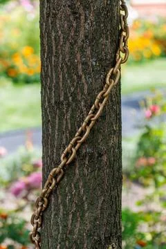 Rusty chain wraps around a tree trunk Stock Photos