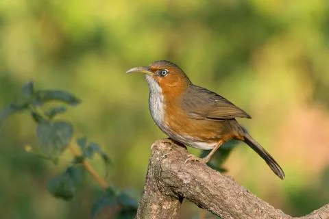 Rusty-cheeked Scimitar Babbler perched on a branch Stock Photos