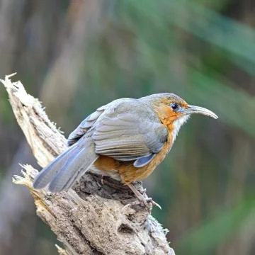 Rusty-cheeked scimitar-babbler Stock Photos