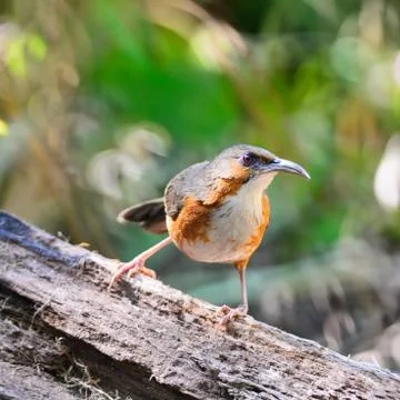 Rusty-cheeked scimitar-babbler Stock Photos