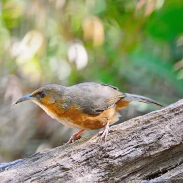 Rusty-cheeked scimitar-babbler Stock Photos