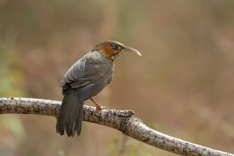 Rusty-cheeked Scimitar Babbler Stock Photos