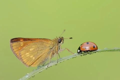 Rusty-coloured butterfly (Ochlodes sylvanus, Augiades sylvanus) and seven-spott Stock Photos