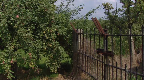 Rusty country gate + pan rows pear trees in orchard Stock Footage 25915478