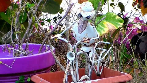 Rusty Duck 스톡 동영상 151232793