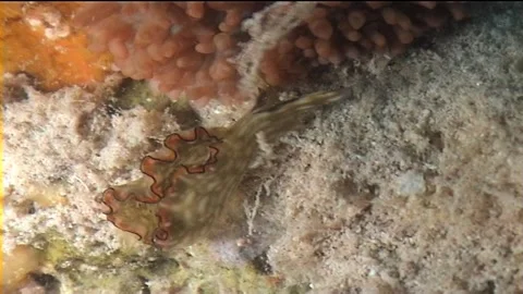 Rusty Elysia (Elysia rufescens) Macro Shot Stock Footage 292781054