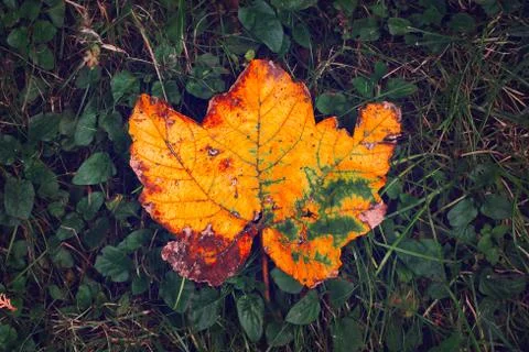 Rusty fallen maple leaf in grass Stock Photos