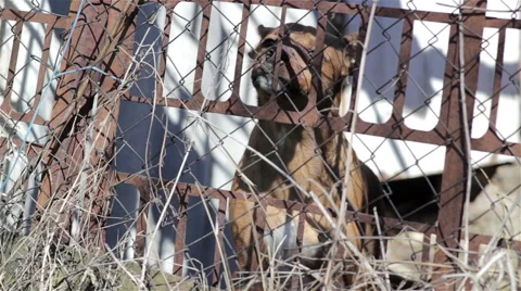 Rusty fence dog Vidéo 61845148