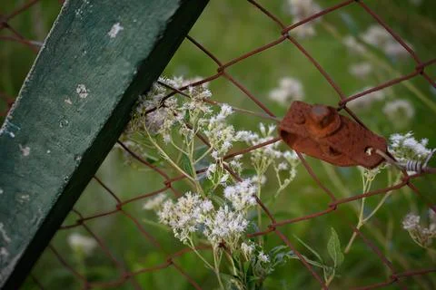 Rusty fence frames delicate white flowers blooming through it Stock Photos