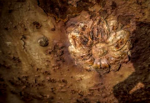 Rusty Flower Stock Photos