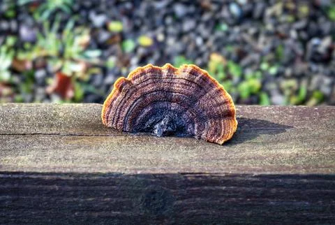 A Rusty Gilled Polypore Stock Photos