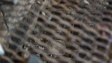 Rusty grating, half, transparent, devastation Video stock 57324208