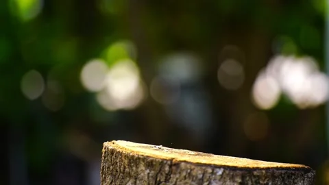 Rusty iron ax attached to a tree log. 스톡 동영상 236116052