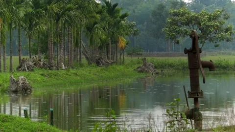 Rusty Iron Hand Pump by a Calm Village Pond with Palm Trees Stock Footage 336531218