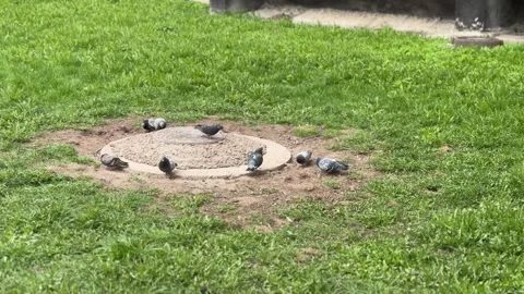 A rusty iron hatch with a pattern covered dirt above an observation well is Stock Footage 274419264