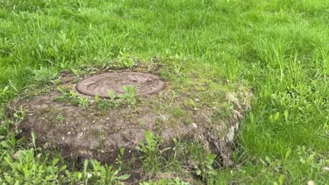 A rusty iron hatch with a pattern covered dirt above an observation well is Stock Footage 274419283