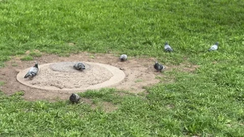 A rusty iron hatch with a pattern covered dirt above an observation well is 스톡 동영상 300053239