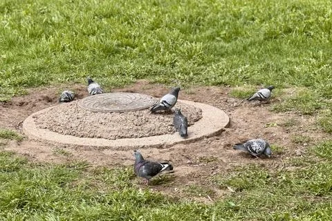 A rusty iron hatch with a pattern covered dirt above an observation well is Stock Photos