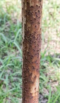 Rusty Iron Pole Close Up with Rough Oxidized Texture. Stock Photos