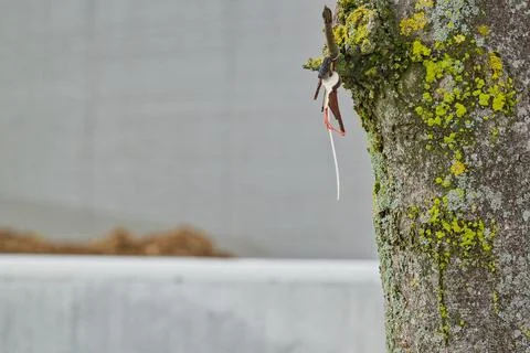 Rusty keys hanging on a moss covered tree branch with blurred background Stock Photos