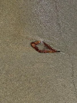 Rusty leaf on the sandy beach Stock Photos