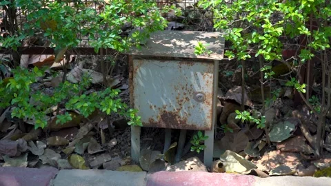 The Rusty Locker Lost Among the Trees Stock Footage 313566285