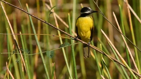 Rusty-margined Flycatcher looking around Vidéo 86205927