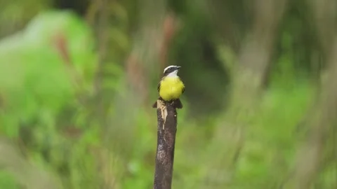 A Rusty-margined Flycatcher (Myiozetetes cayanensis) perched Stock-Footage 338261663